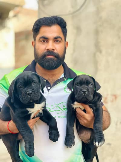 cane corso alabai 03234696626