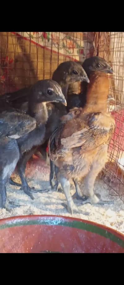 pure Dragon chicks available