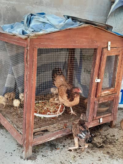 Ghar ki pali hoi Aseel murghi Anday dene wali + 8 bachay + pinjira