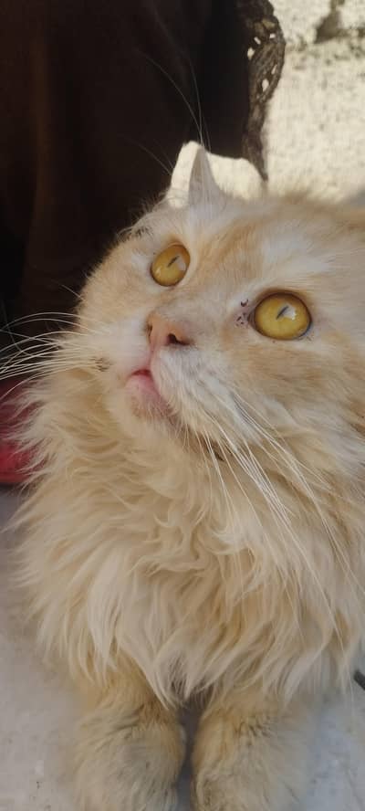 Persian cat triple coat
