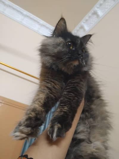 Persian Punch Face Female Cat | Vaccinated |