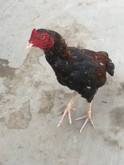 delivery all Pakistan