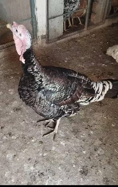 turkey ready to bread