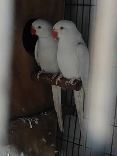 White pair 3.5 saal above