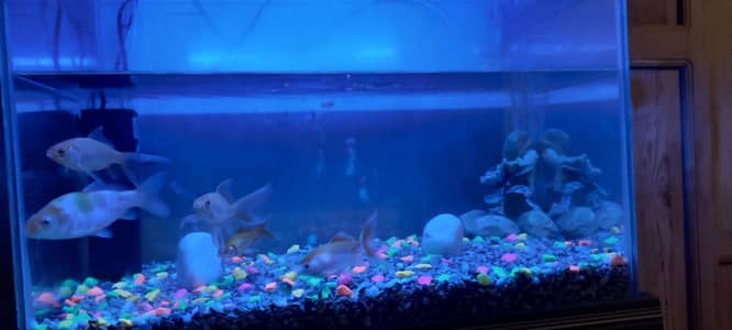 Premium Aquarium For Sale