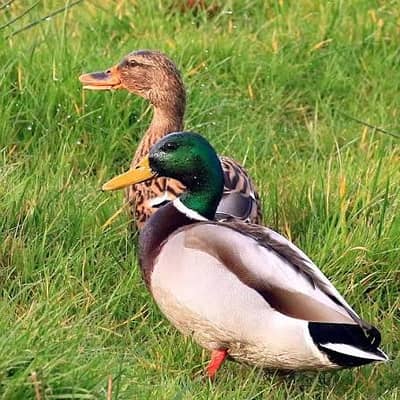 Male Breader Duck