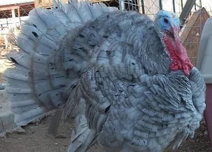 turkey bird and ostrich for sale