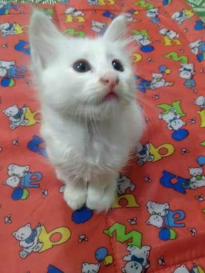 Persion kitten 1 month age