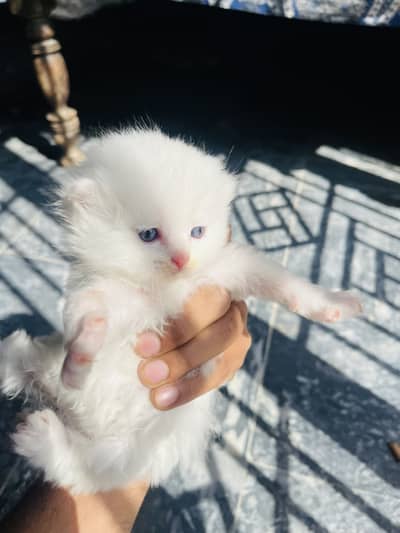 Persion kittens