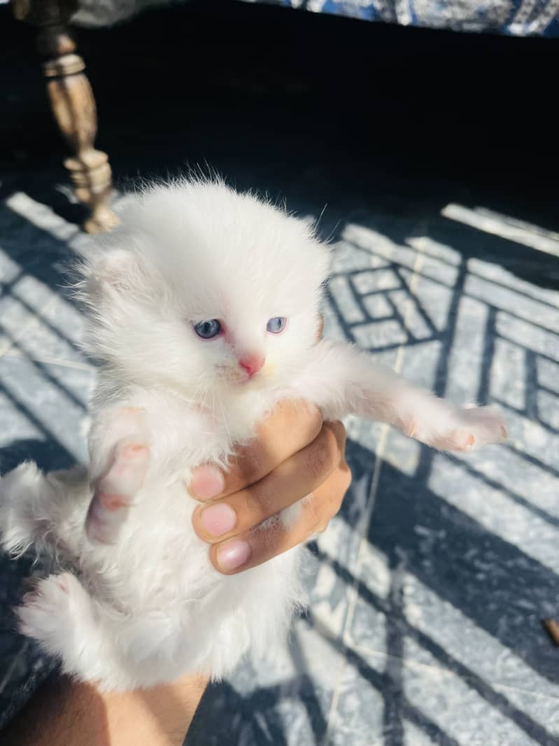 Persion kittens 0