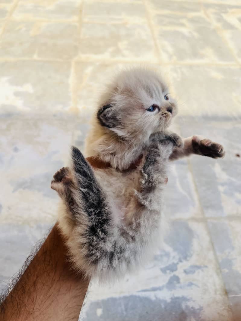 Persion kittens 1