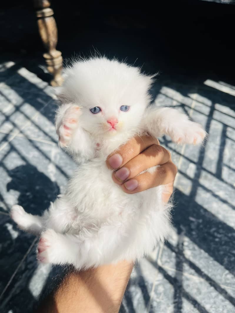 Persion kittens 3