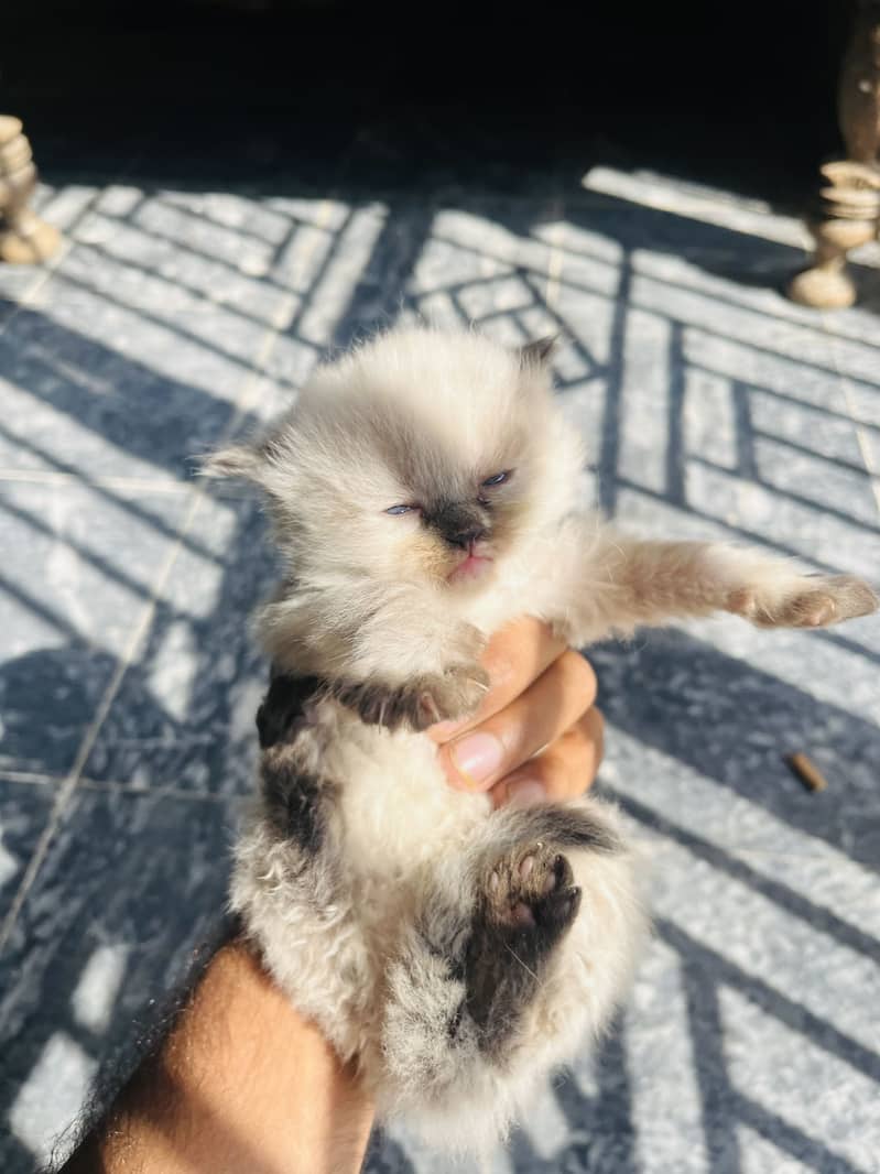Persion kittens 4