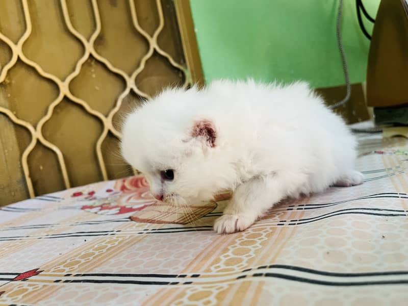 Persion kittens 5