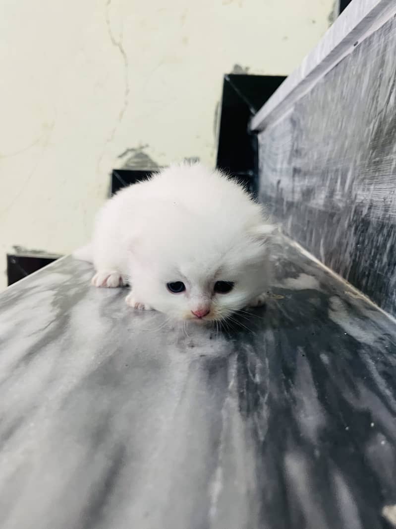 Persion kittens 7