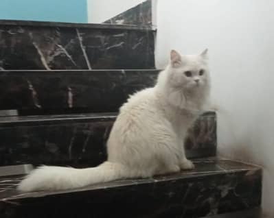 Looking for a beautiful and loving pet? 