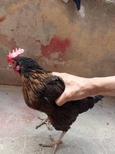 Egyptian fayoumi cross  murga