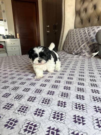 Shitzu puppy for sale 03302811777