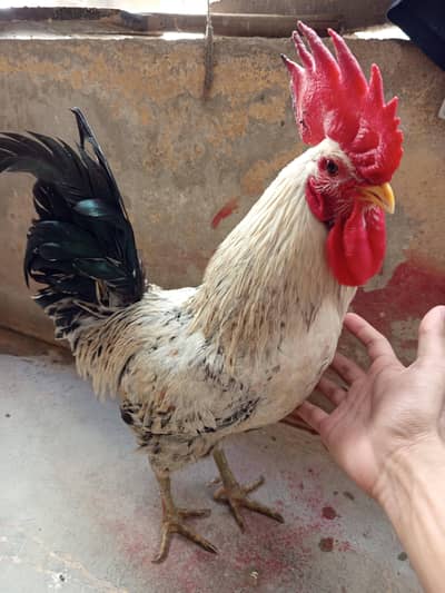 Egyptian fayoumi cross  murga