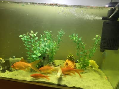 Koi goldfish medium sized 5-6 inch long