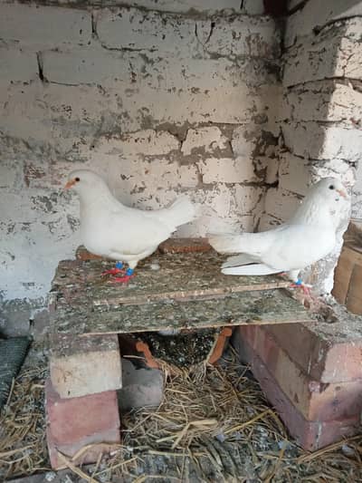 king size breeder pair or black multani pair