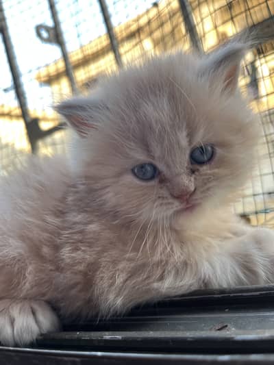 Persian doll face kitten