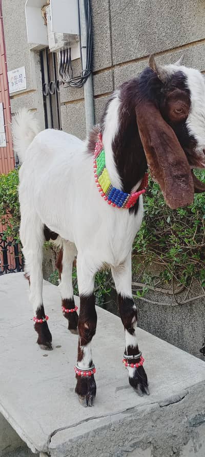 Kamori Bakra Age 11 month