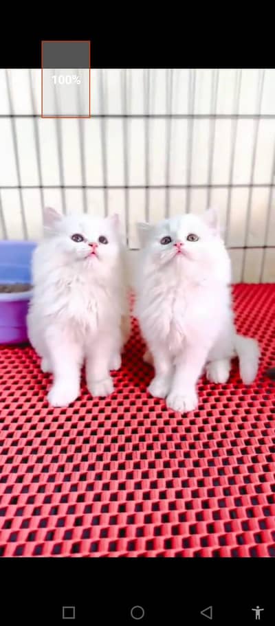 Persian cat for sale male or female  number my WhatsApp03354718239