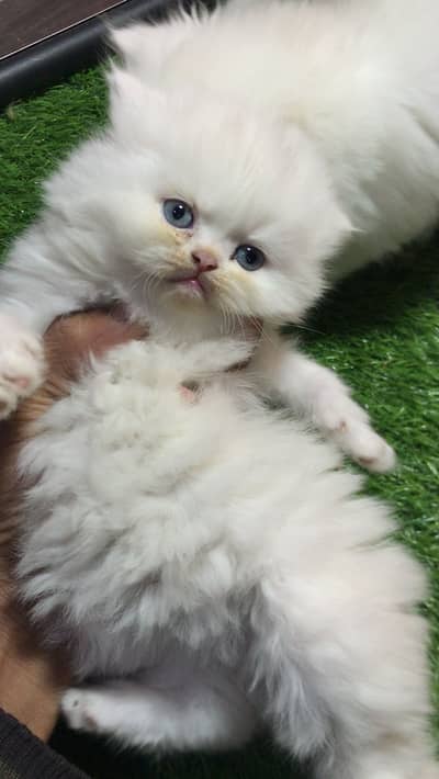 high quality kittens for sale punch face doll face blueeye odd eye