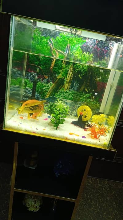Aquarium with 10 fish