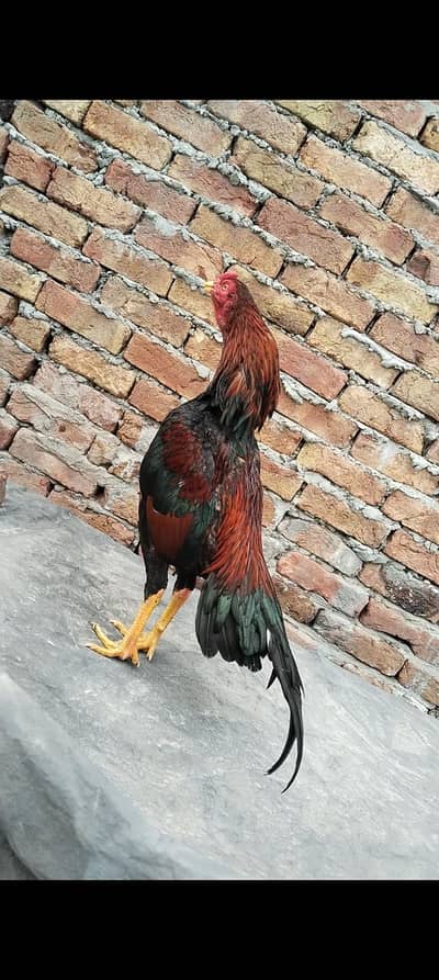 ratta patha for sale