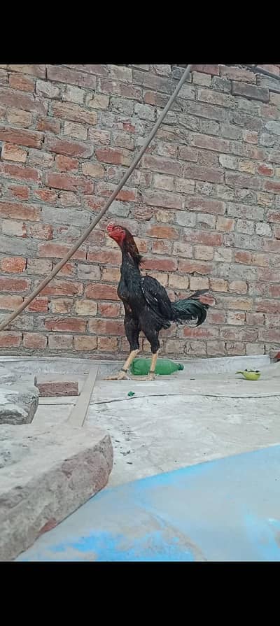 Thai pier for sale healthy and Activ