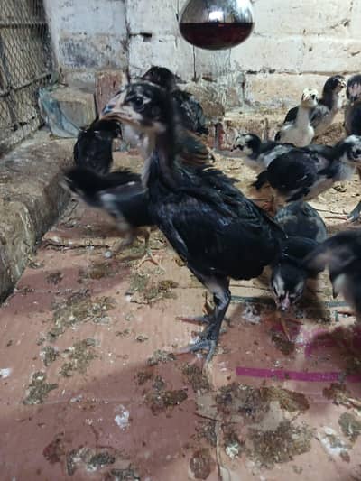 pure indian dragon and burmi chick