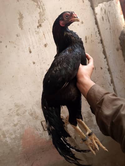 03104675982 is pay rebta krein  watsapp per rapylta krein