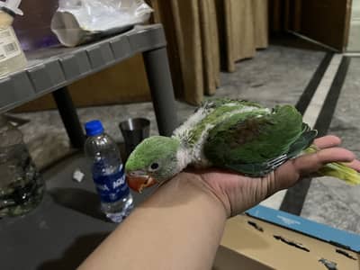 Kashmiri raw for sale