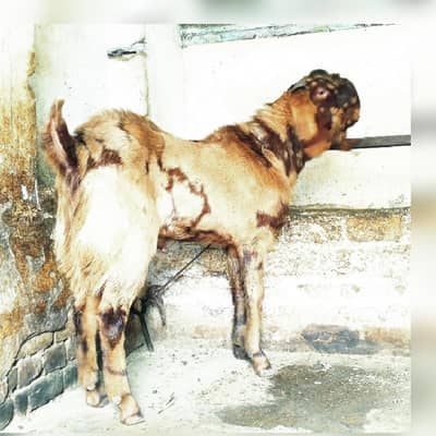 breader for sale 0300-9719705