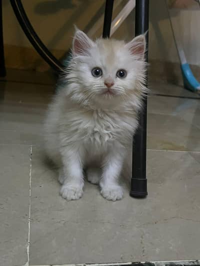 Persian Triple coat Kitten | Persian cat | Very active and playful