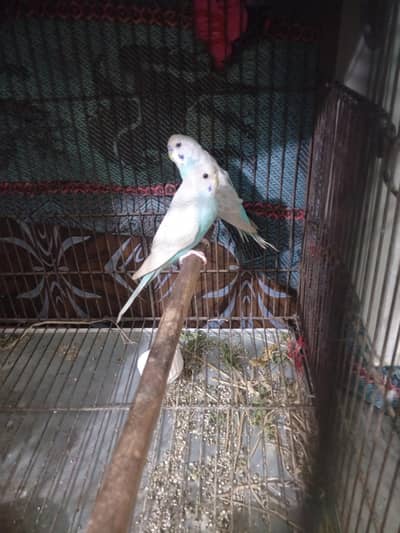 Bujies +cocktail breader pair top quality