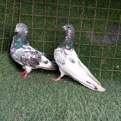 17 pic high flyer pigeon  . . . joror wally pigeon. read full add