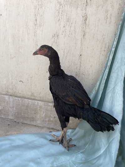 Aseel jageeri mushka murgi