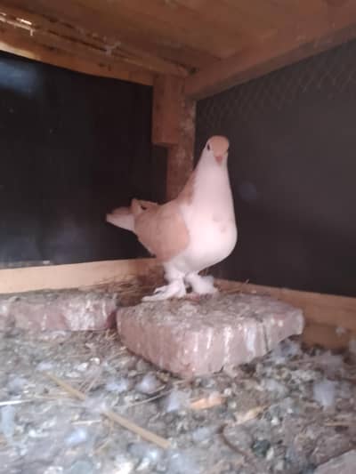 Lahorei sherazi golden female