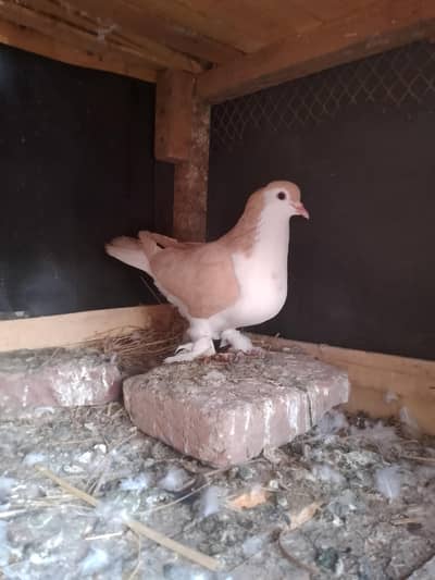 Lahorei sherazi golden female