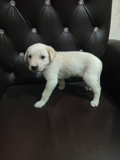 Labrador puppies for sale