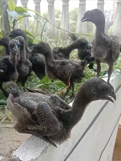 Ayam Cemani Black Tongue Indonesian Chik