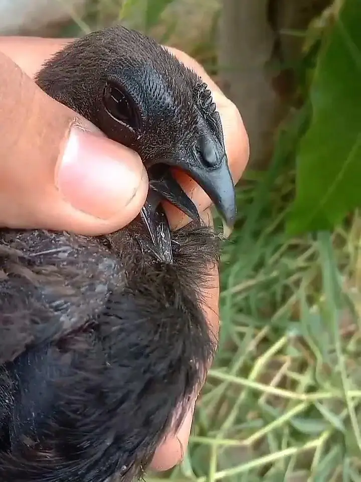Ayam Cemani Black Tongue Indonesian Chik — photo 3