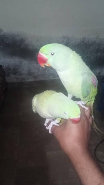 here I'm selling my Raw parrots
