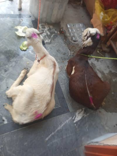 Bakra / 2 Danth Sale
