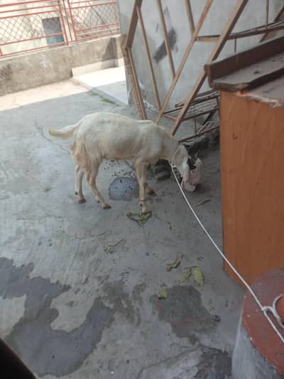 Bakra / 2 Danth Sale (3PCS)