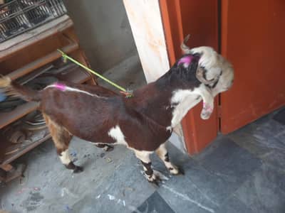 Bakra / 2 Danth Sale (3PCS)