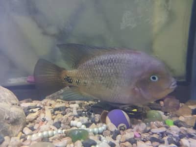 American vheja checklit  03340 802 754 WhatsApp number